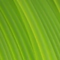 PCTG_Fiberlogy_TR_light green.png